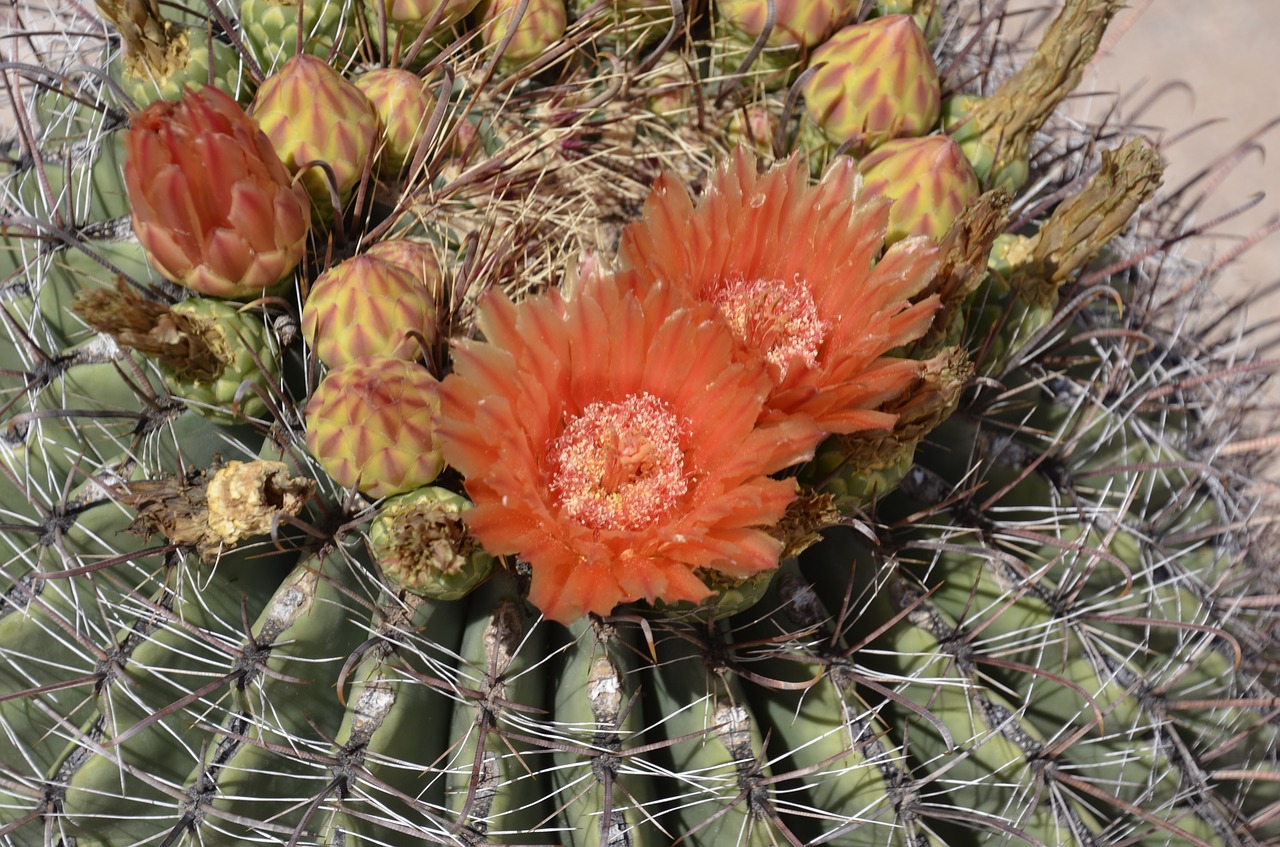 barrel cactus orange free photo
