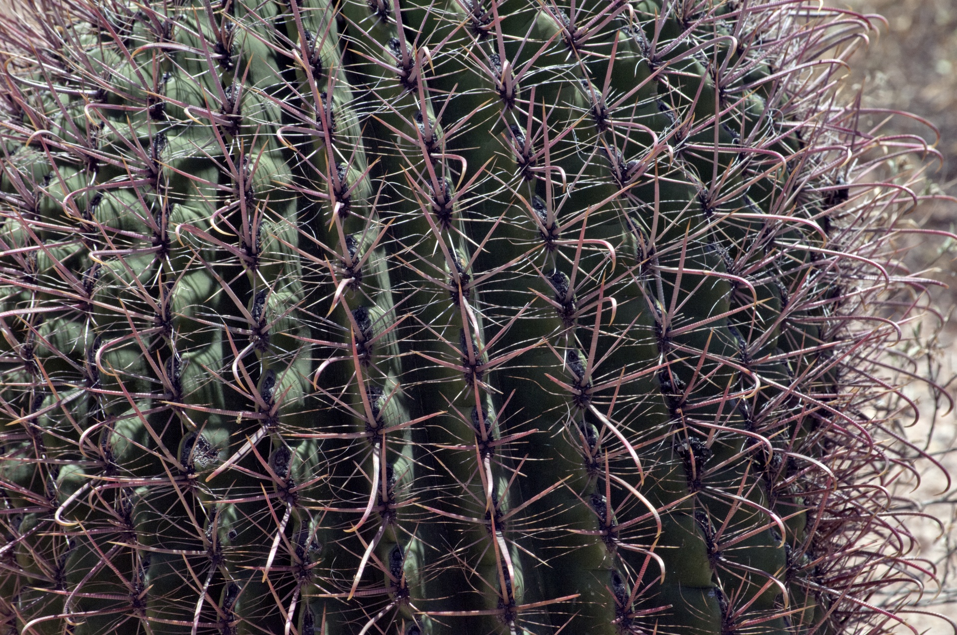 cactus barrel cactus close-up free photo