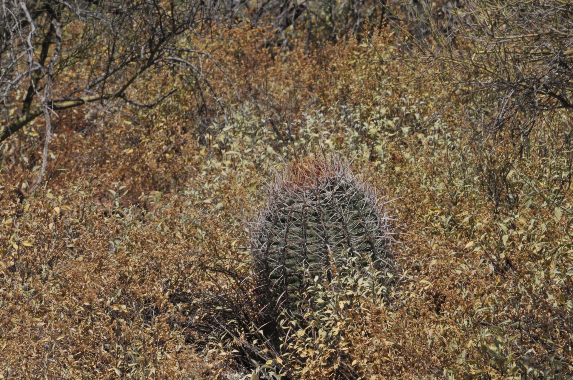 barrel cactus cacti desert free photo