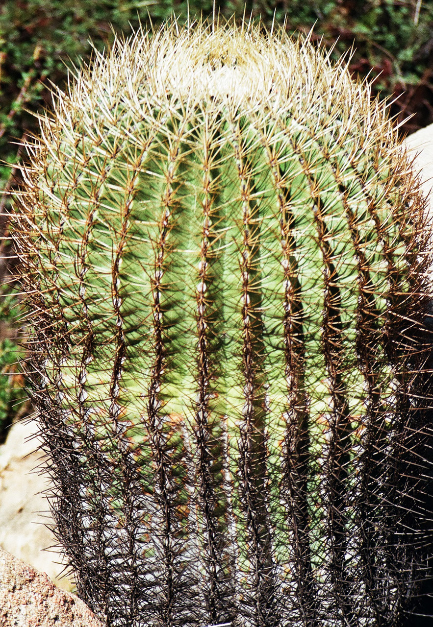 cactus barrel desert free photo