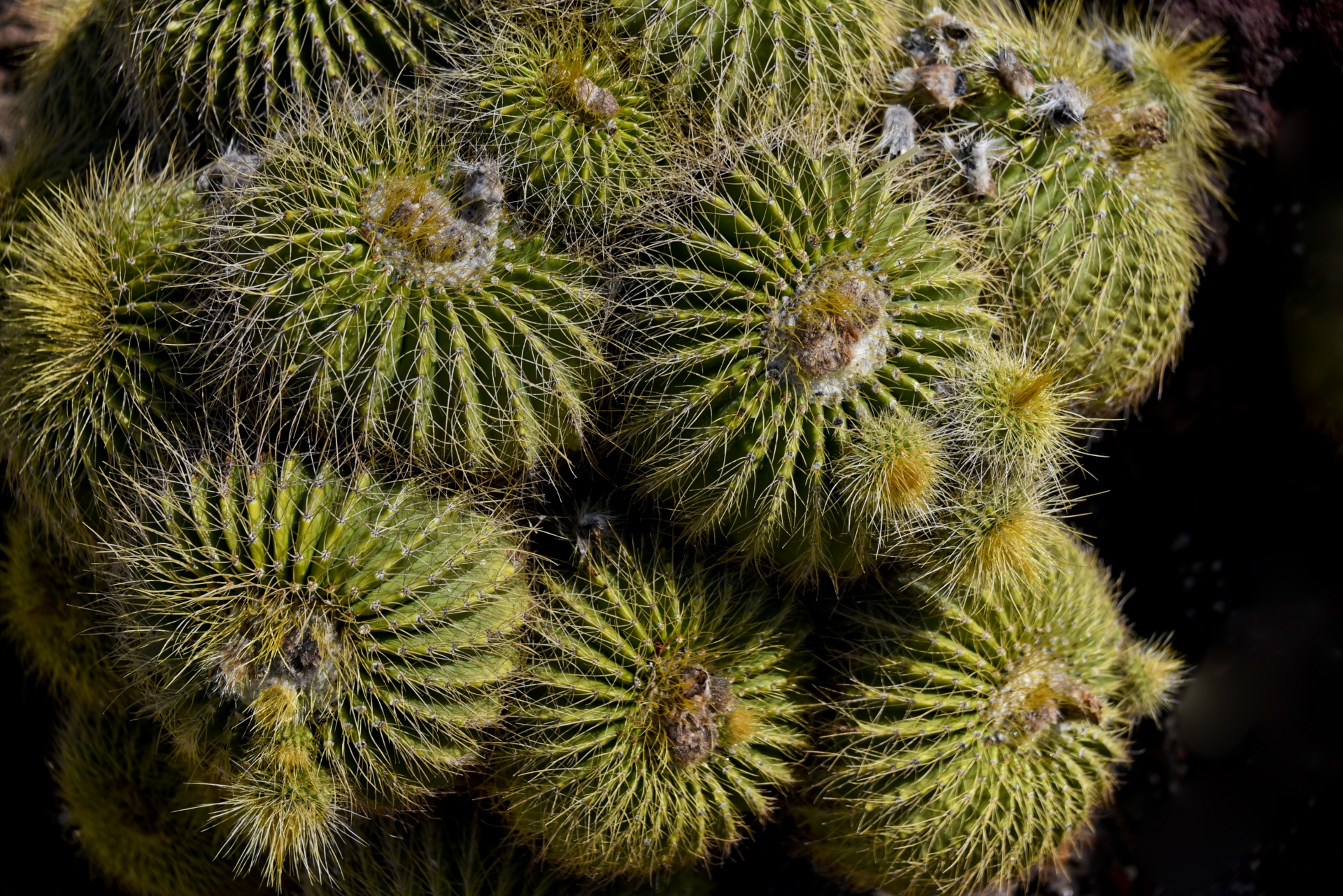 barrel cactus circular spiny free photo