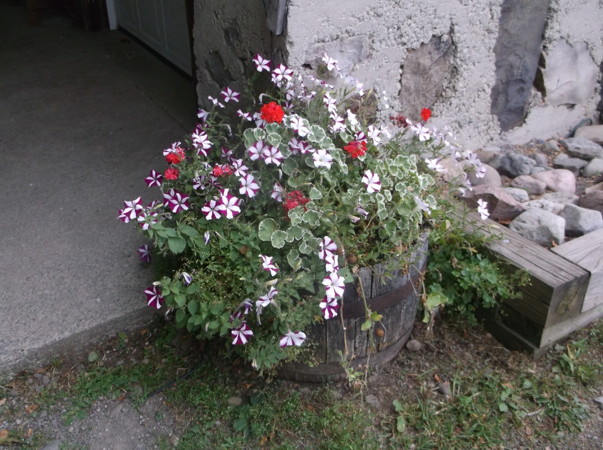 barrel planter flowers free photo
