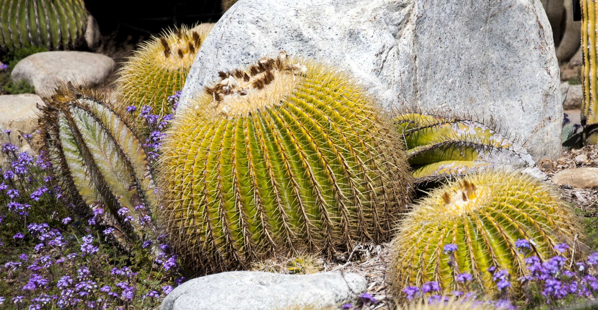 cactus cacti flower free photo