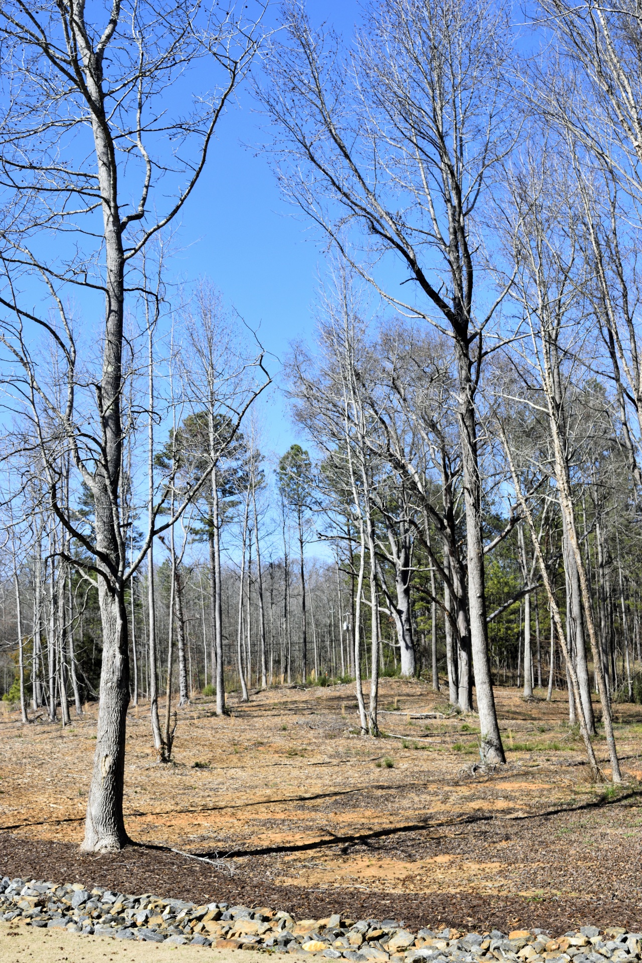 barren trees forest outdoors free photo
