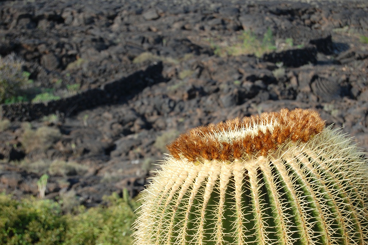 barren landscape karg cactus free photo