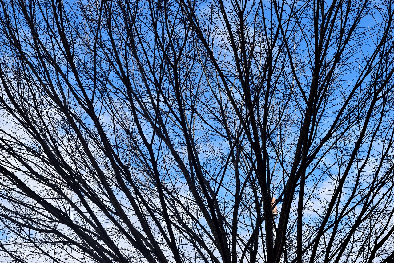 barren tree  winter  season free photo