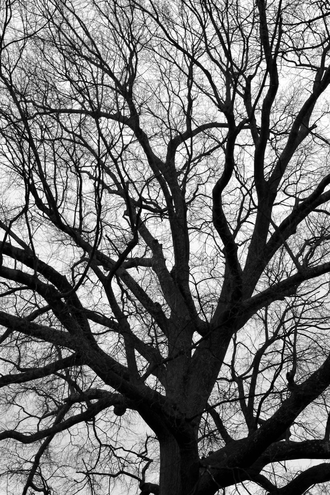 tree branch wood free photo