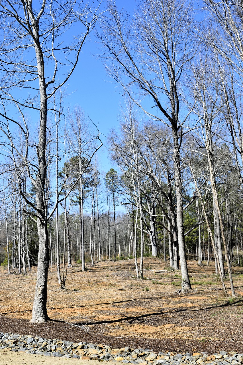 barren trees forest outdoors free photo