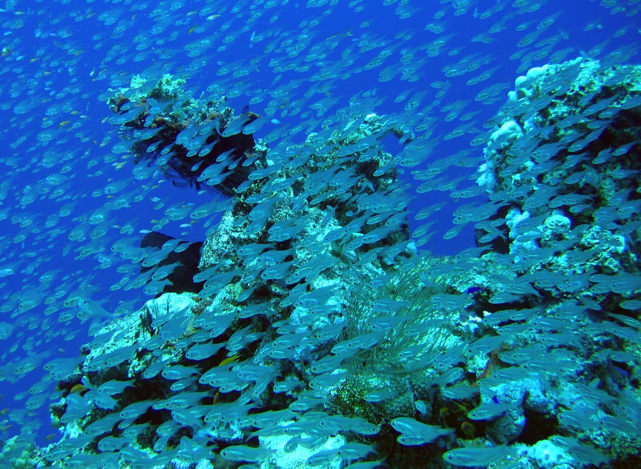 barrier reef ocean free photo