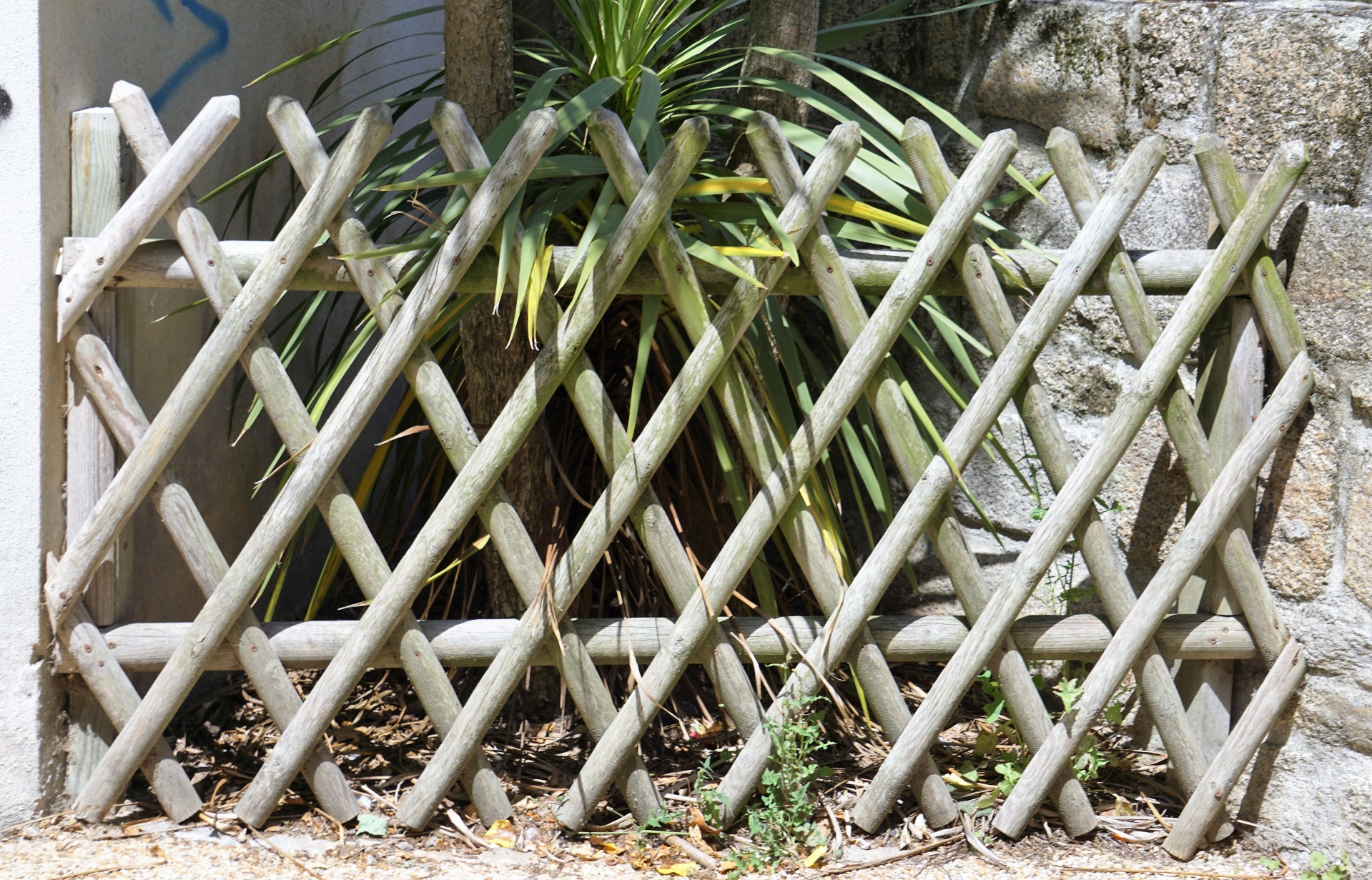 barrier bamboo protection free photo