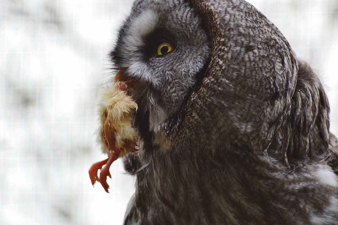 bart owl owl wildpark poing free photo