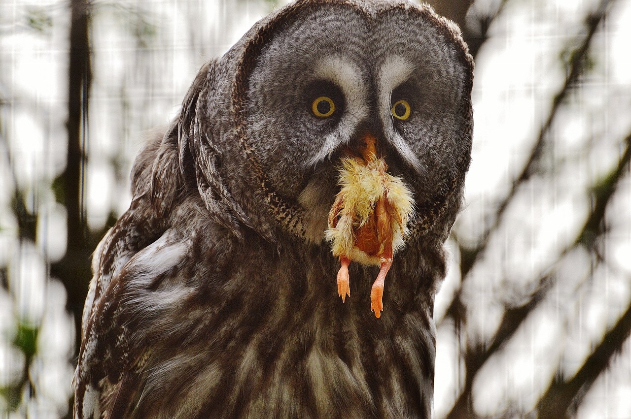 bart owl owl wildpark poing free photo