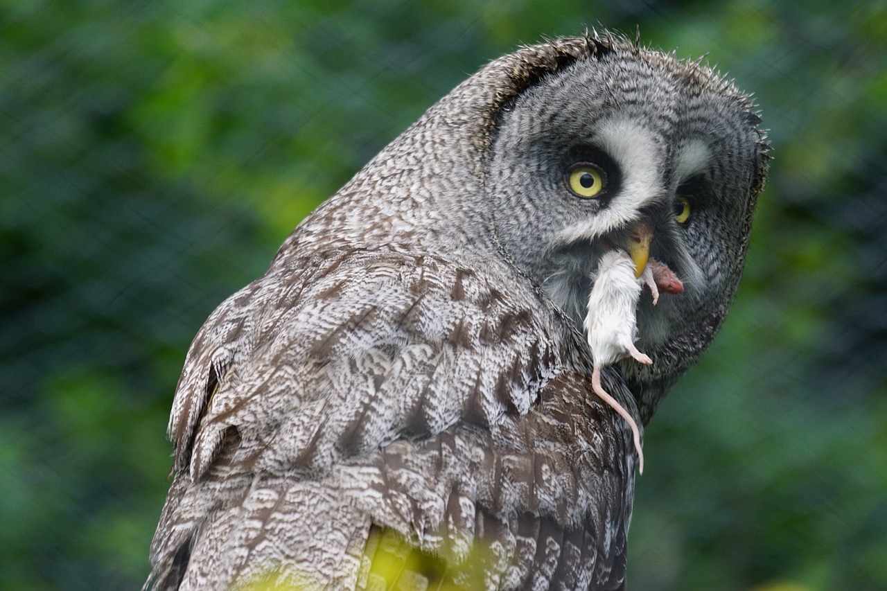 bart owl owl bird free photo