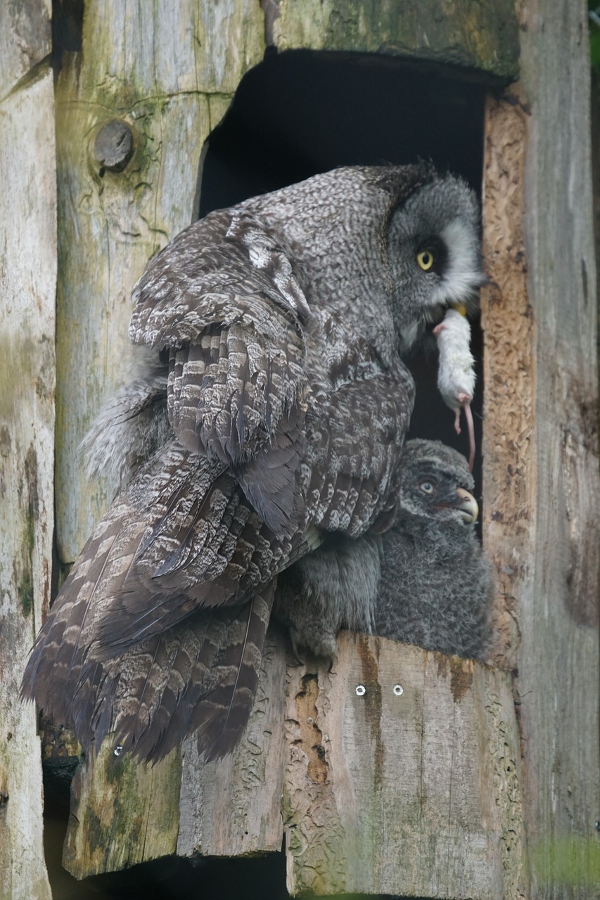 bart owl owl bird free photo