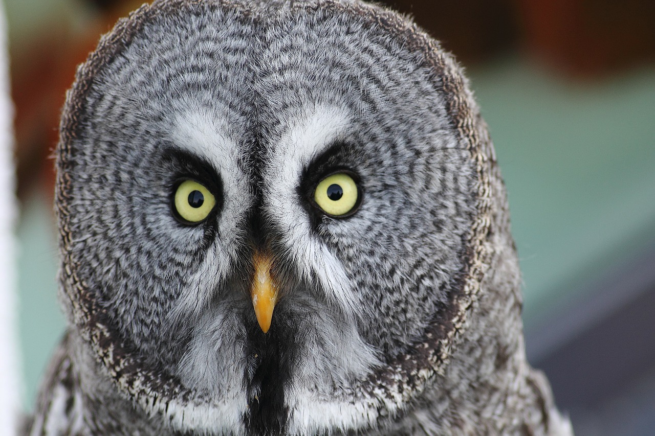 bart owl strix nebulosa owl free photo