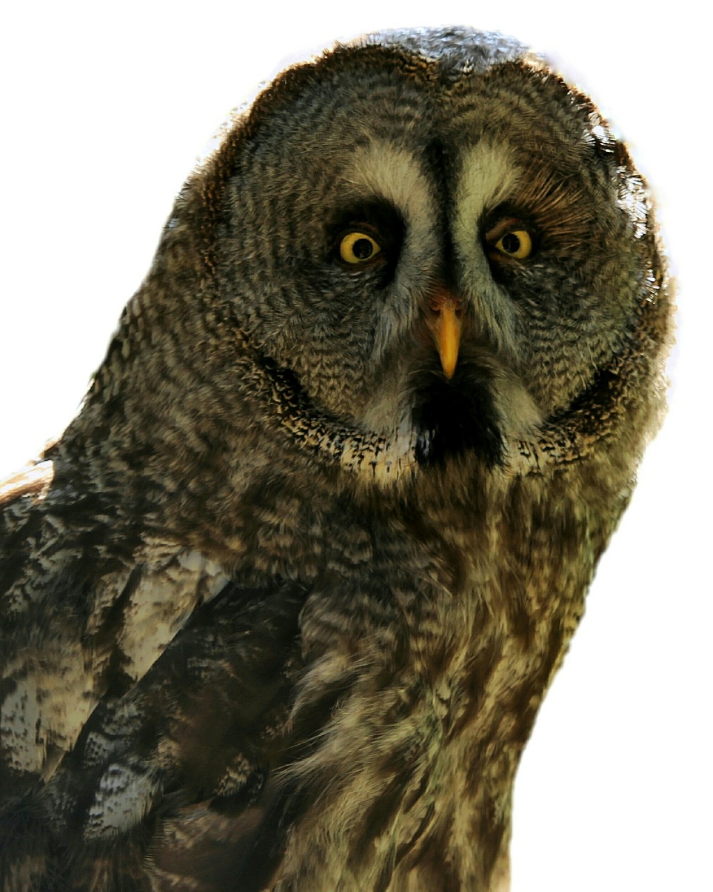 bart owl  strix nebulosa  bird free photo