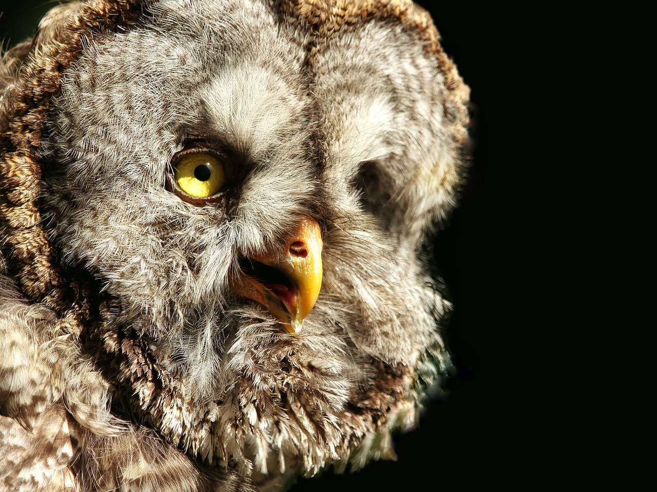 bart owl  strix nebulosa  bird free photo