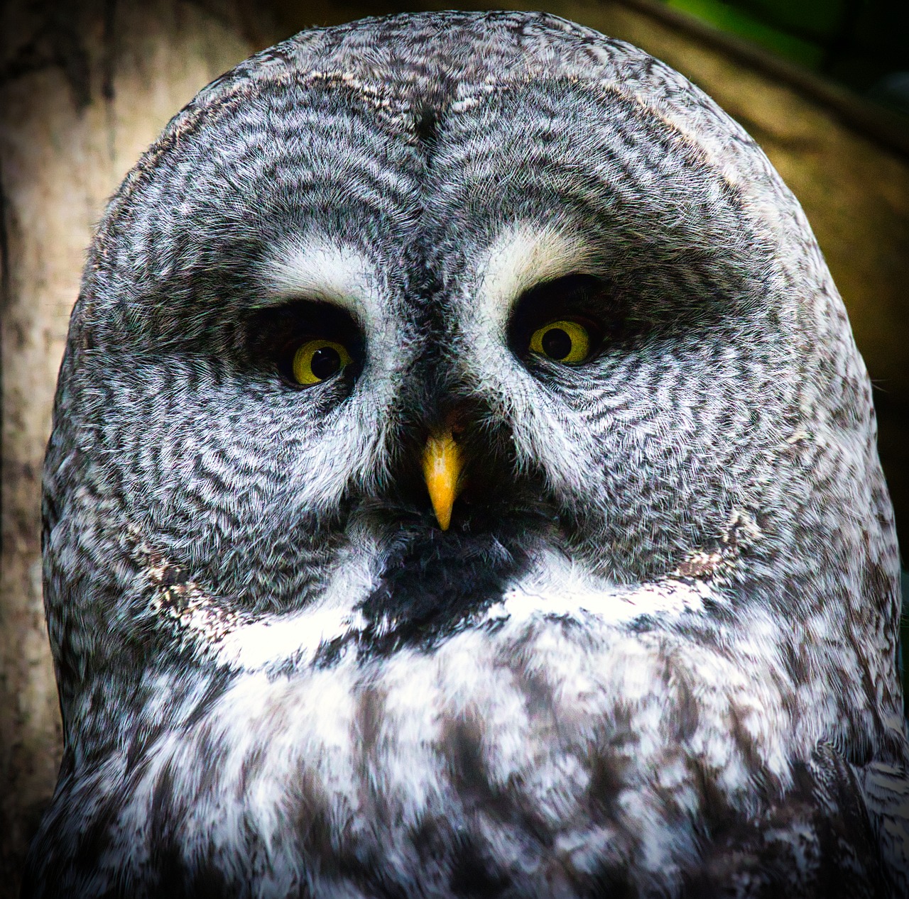 bart owl  owl  bird free photo