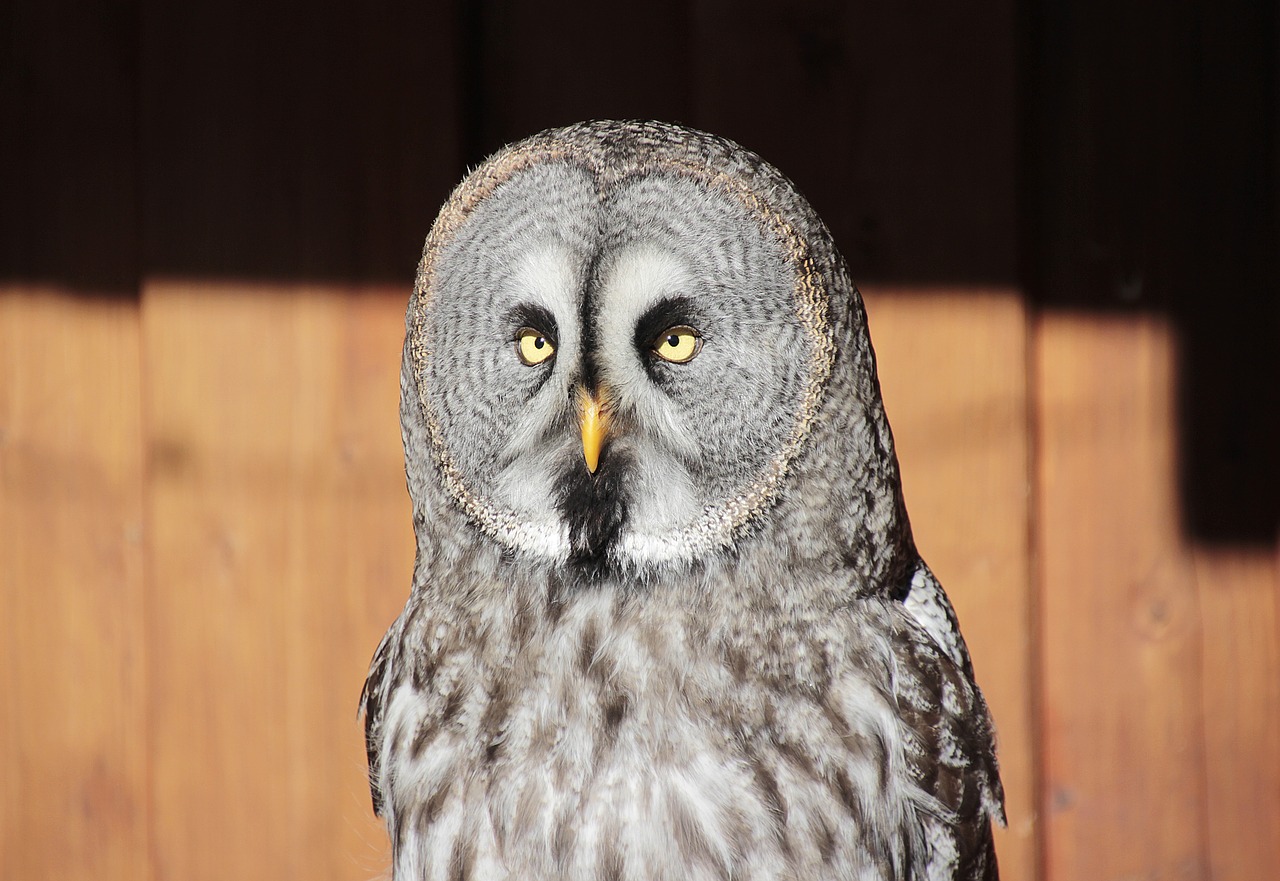 bart owl  bird  owl free photo