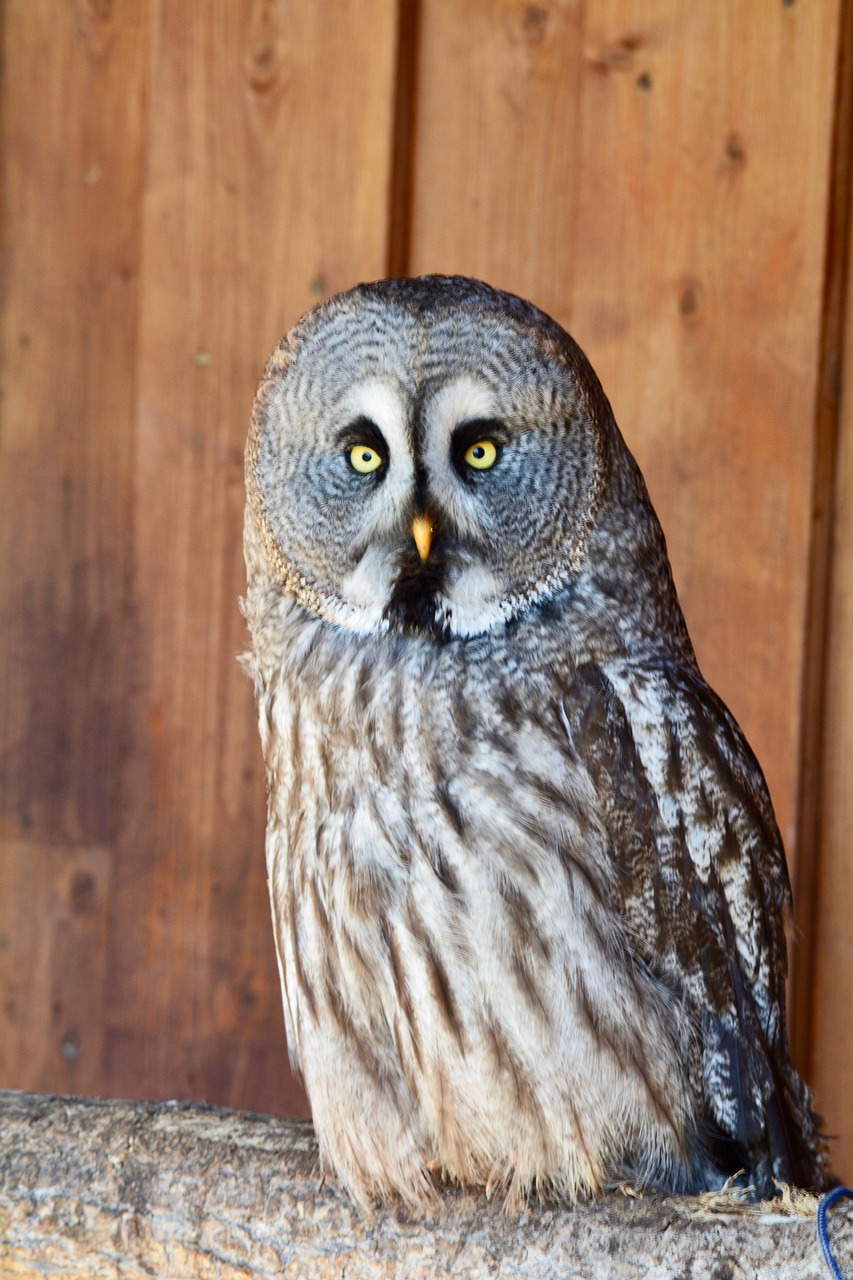 bart owl  bird  griffin free photo