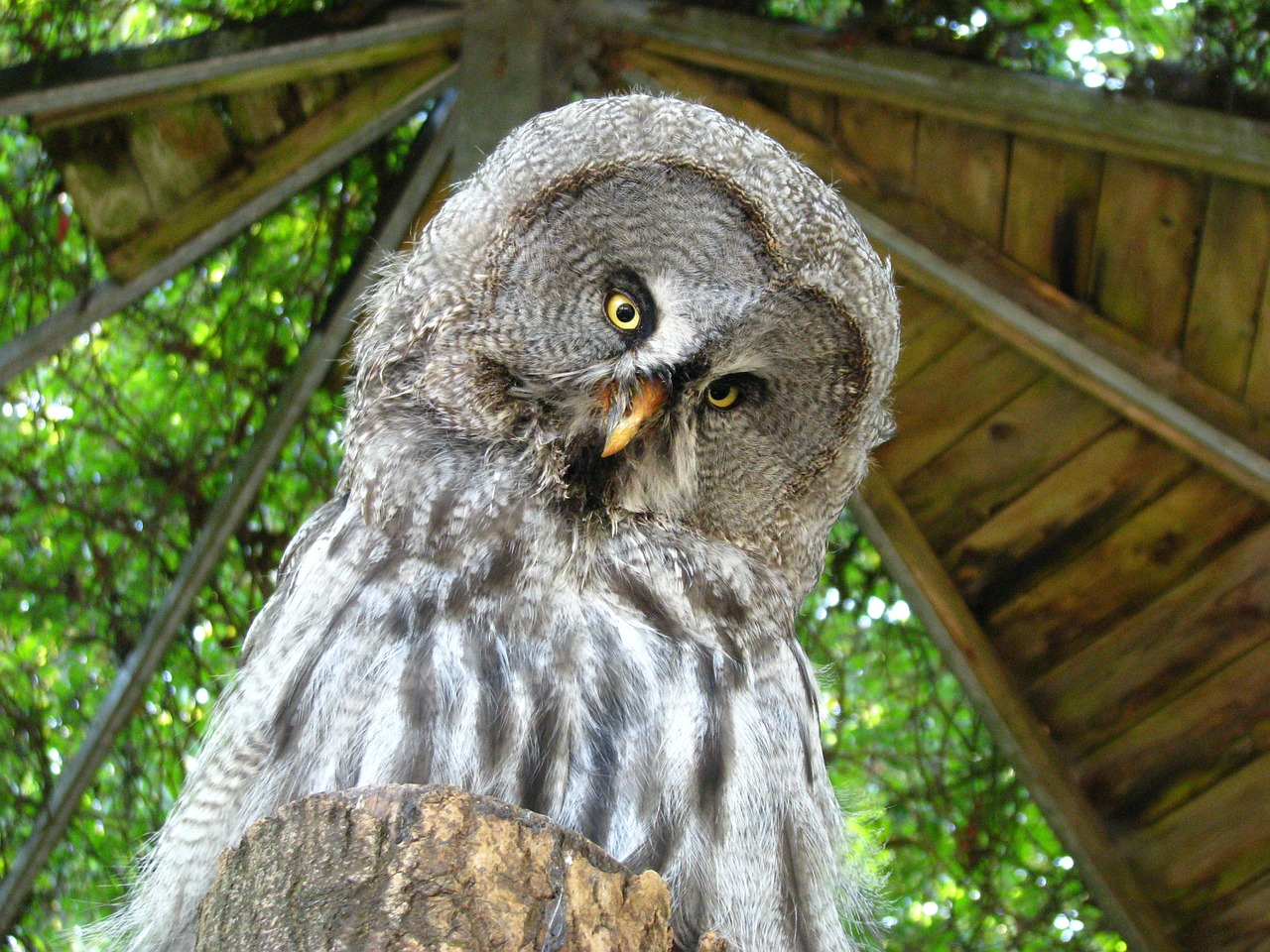 bart owl weird bird animal world free photo