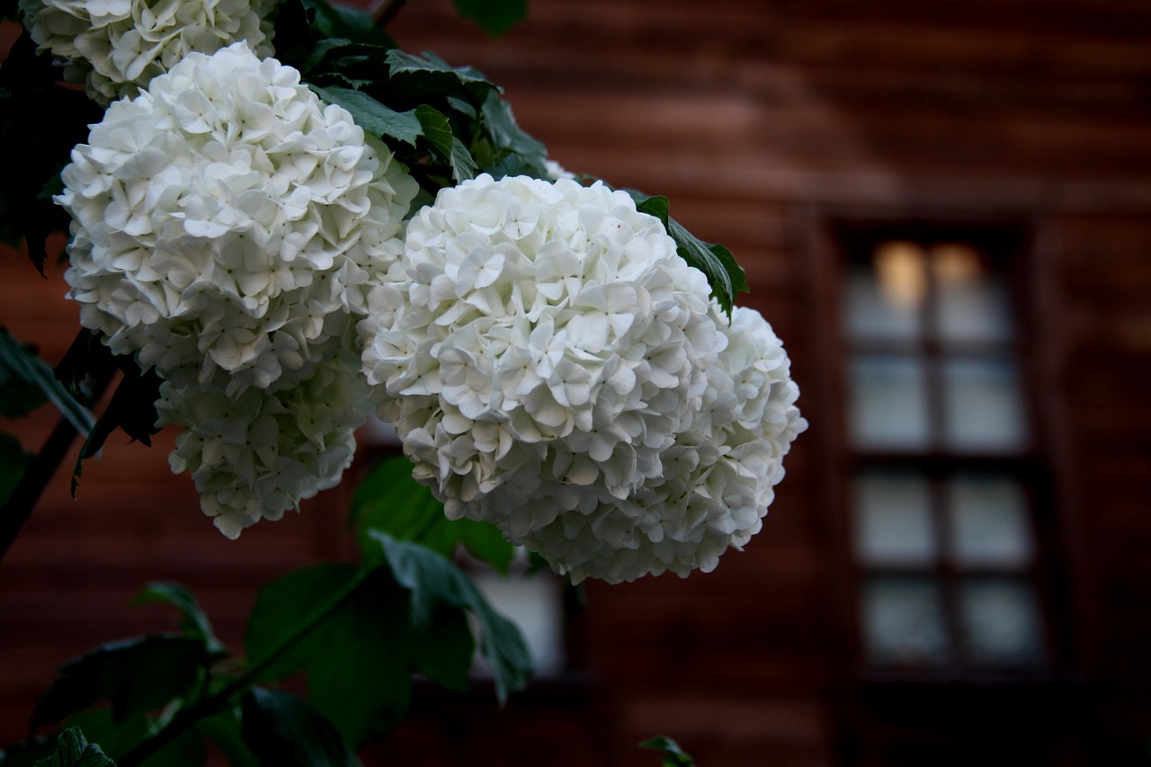 bartin flower spring free photo