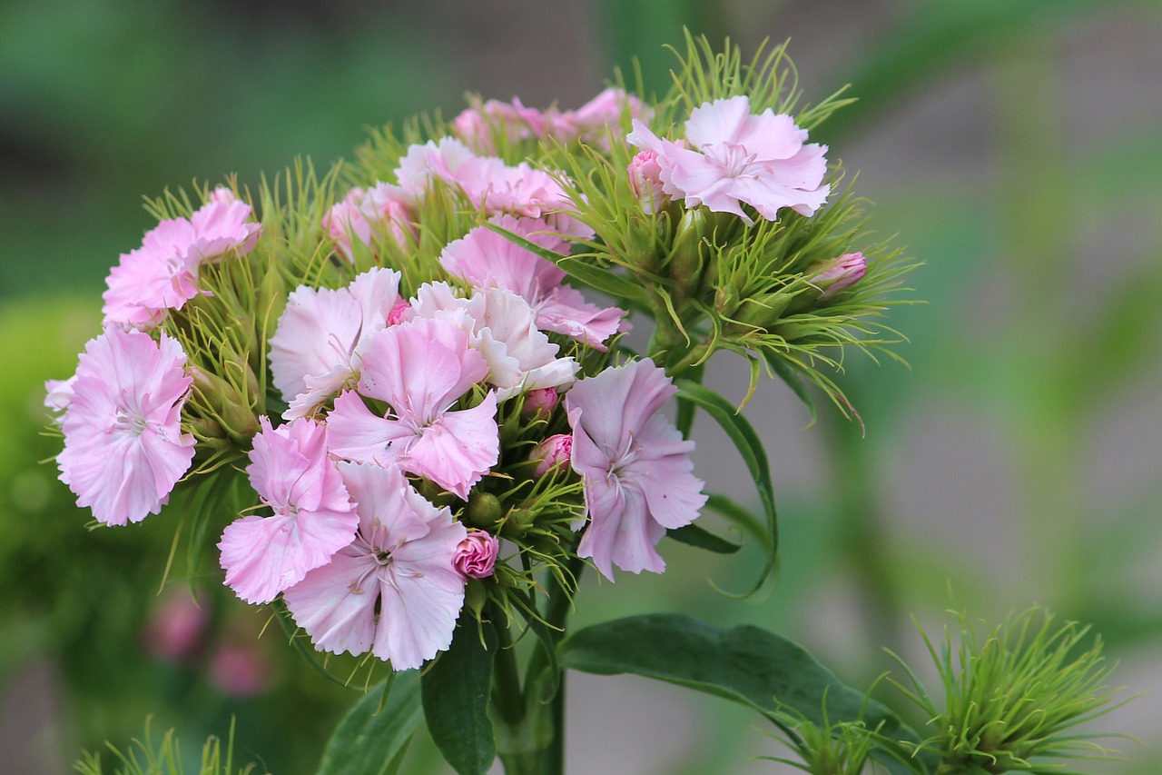 bartrnelke blossom bloom free photo