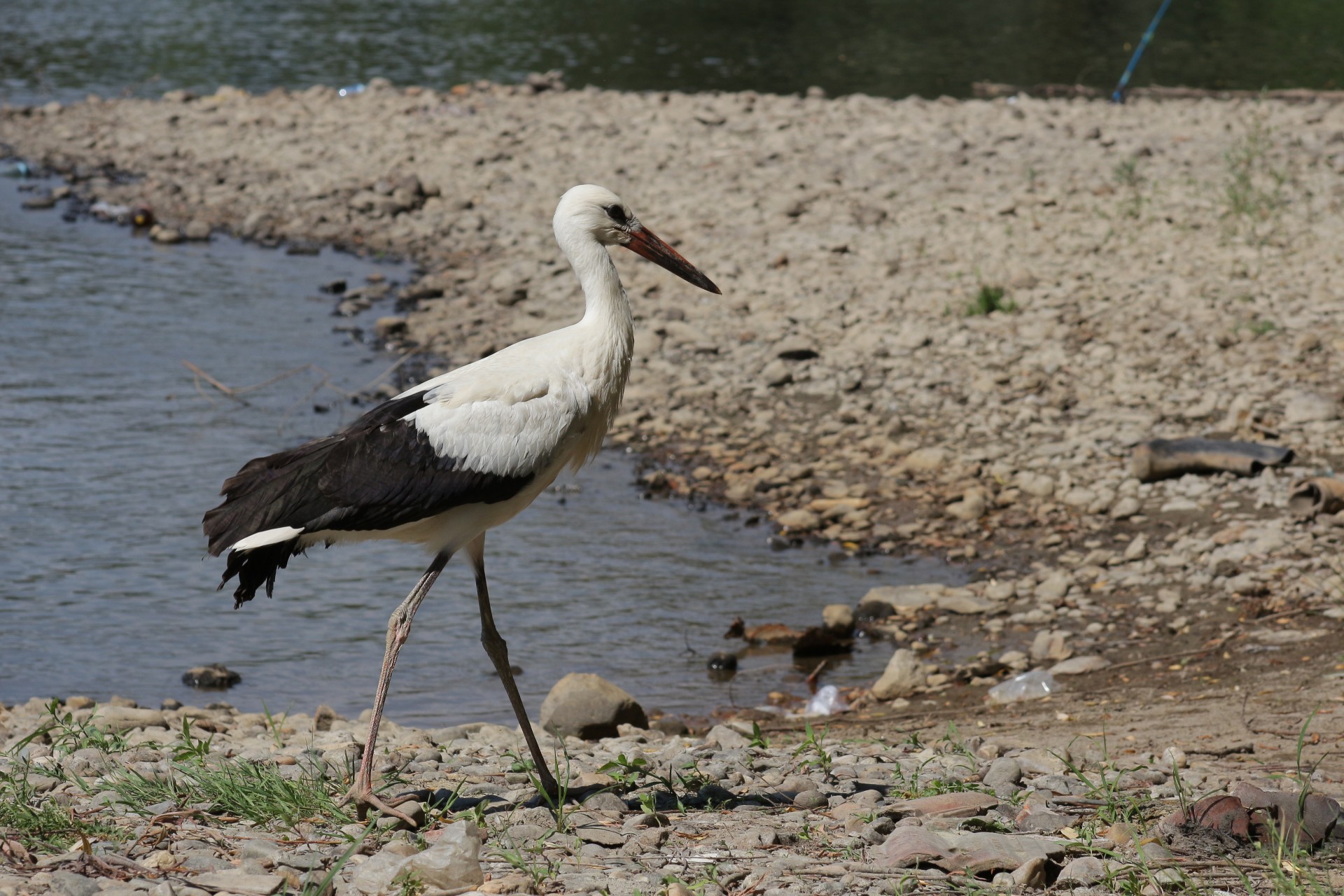 stork water river free photo