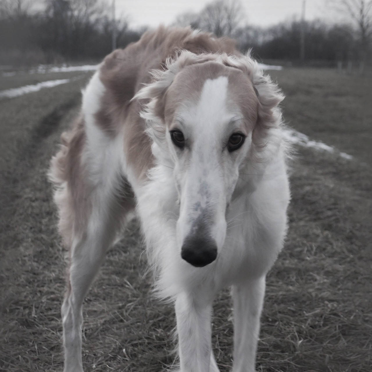 barzoi dog hound free photo