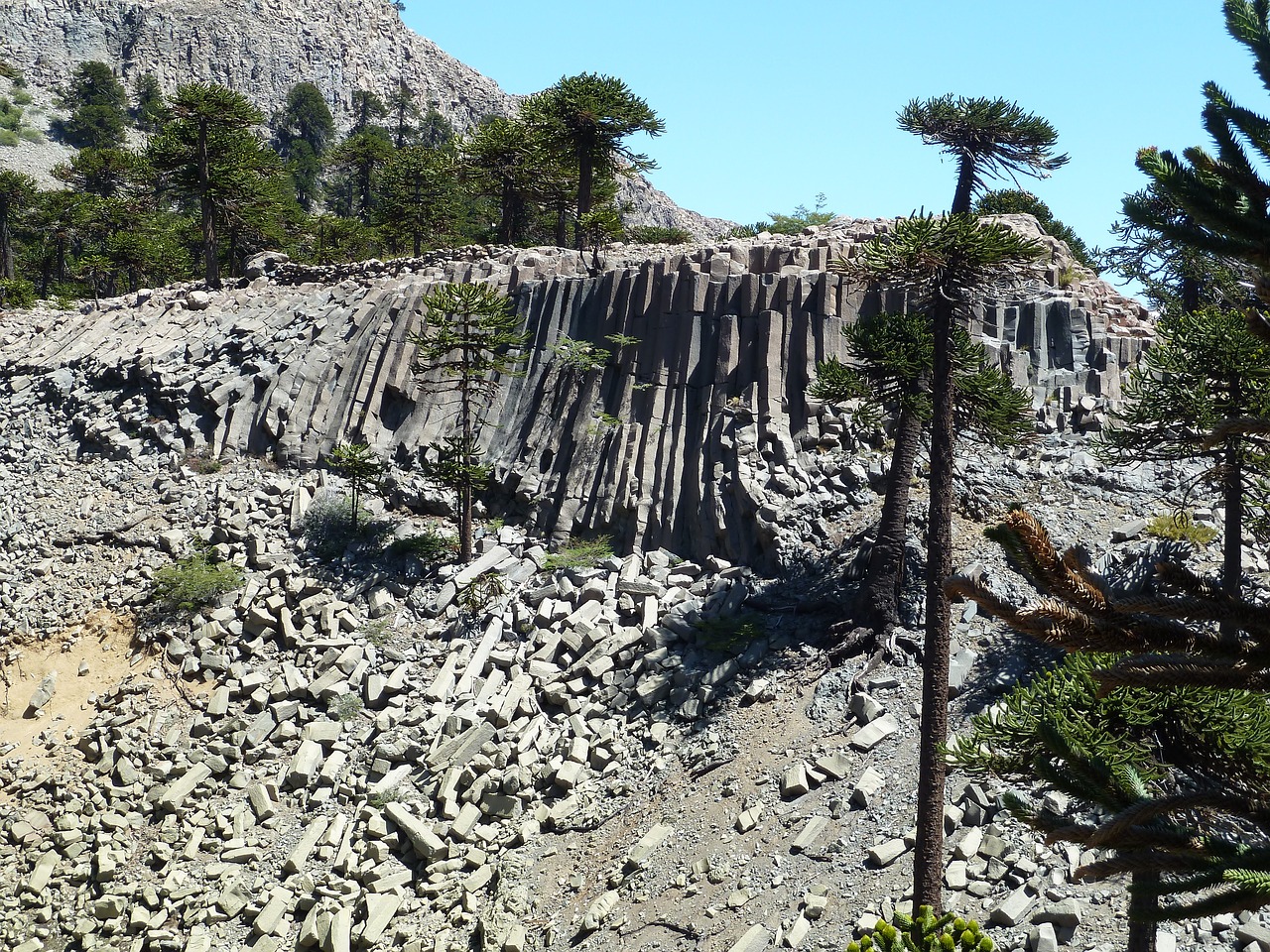 basalt columns araucaria trees free photo