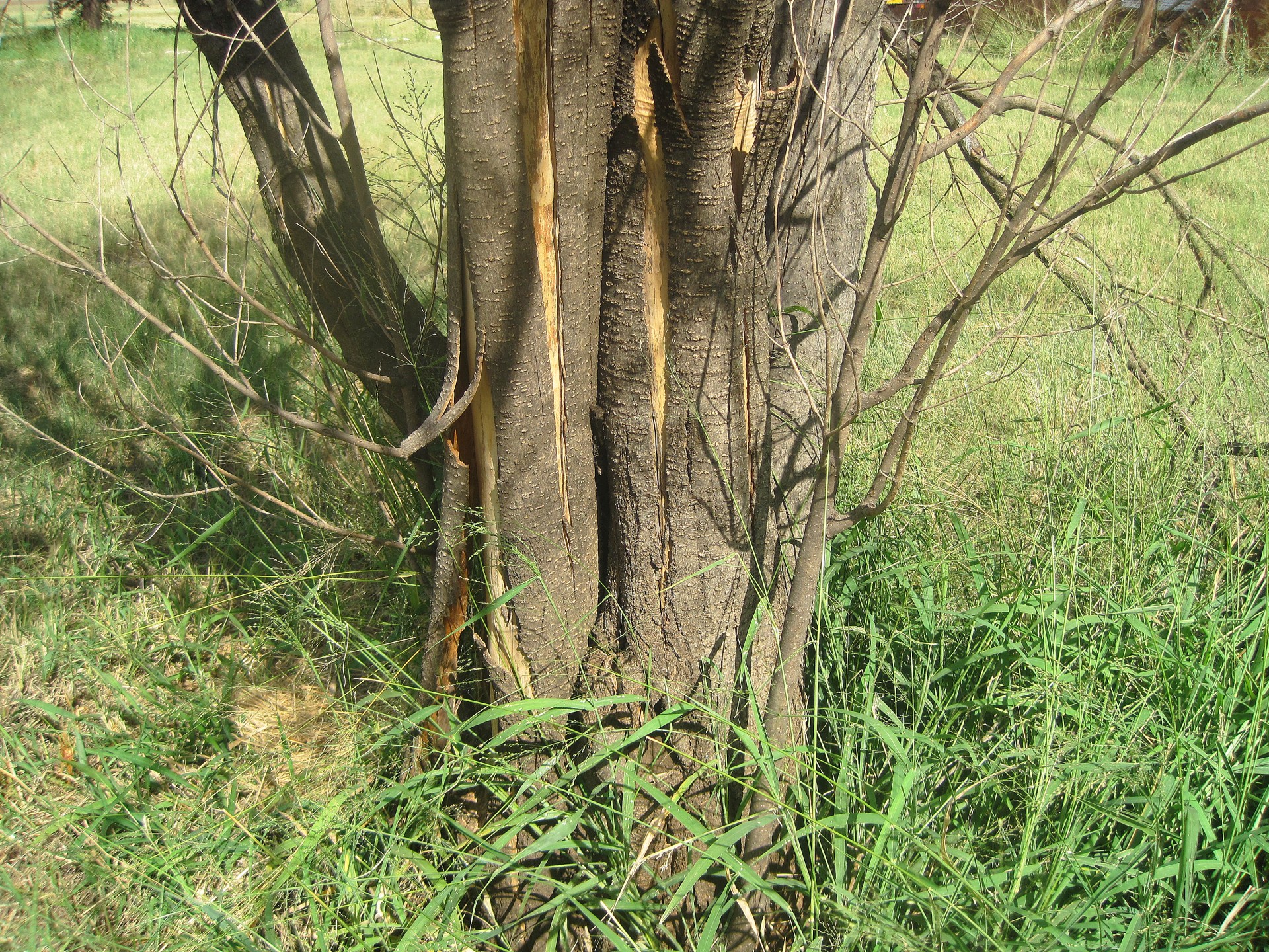 tree dead dry free photo