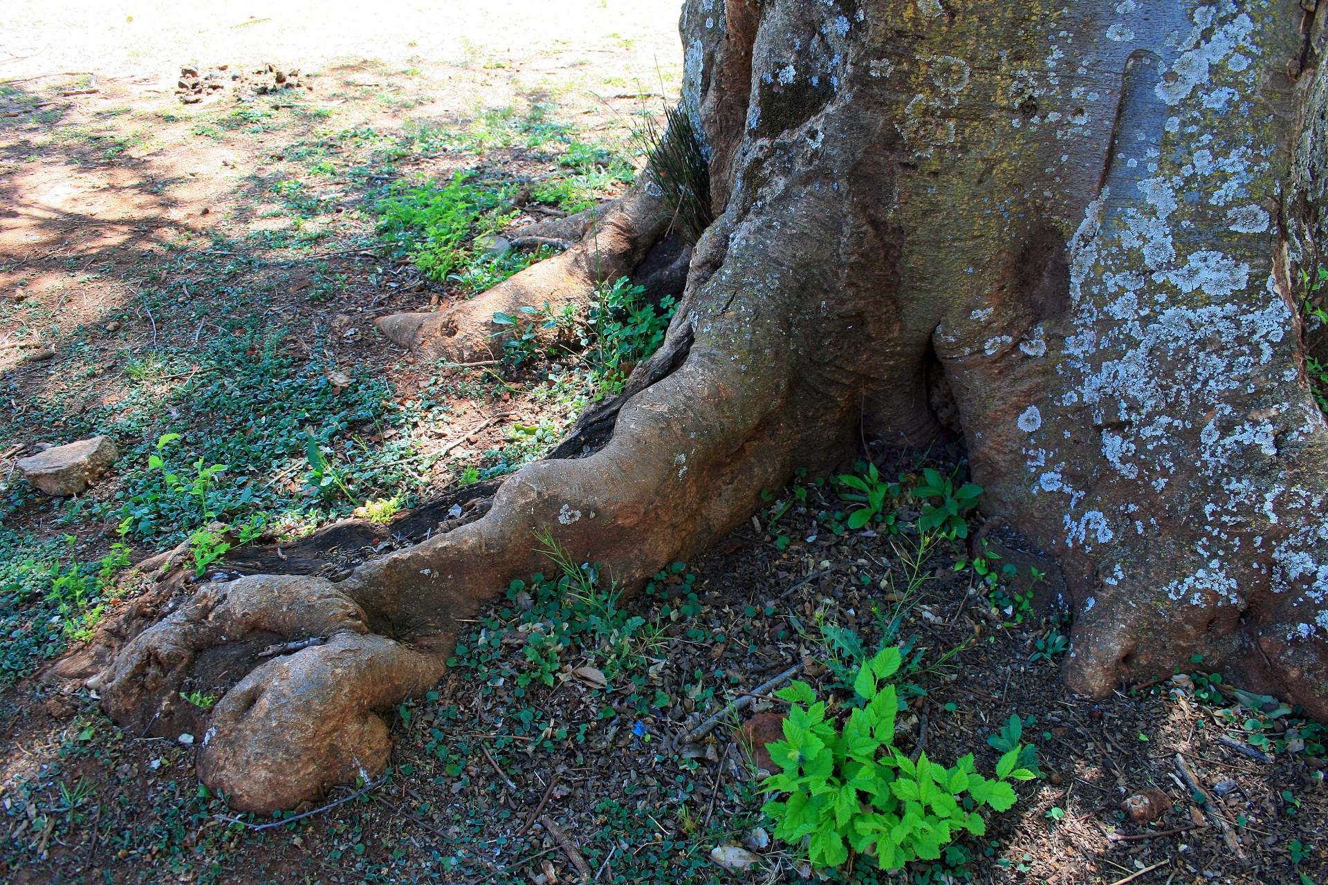 tree trunk base free photo