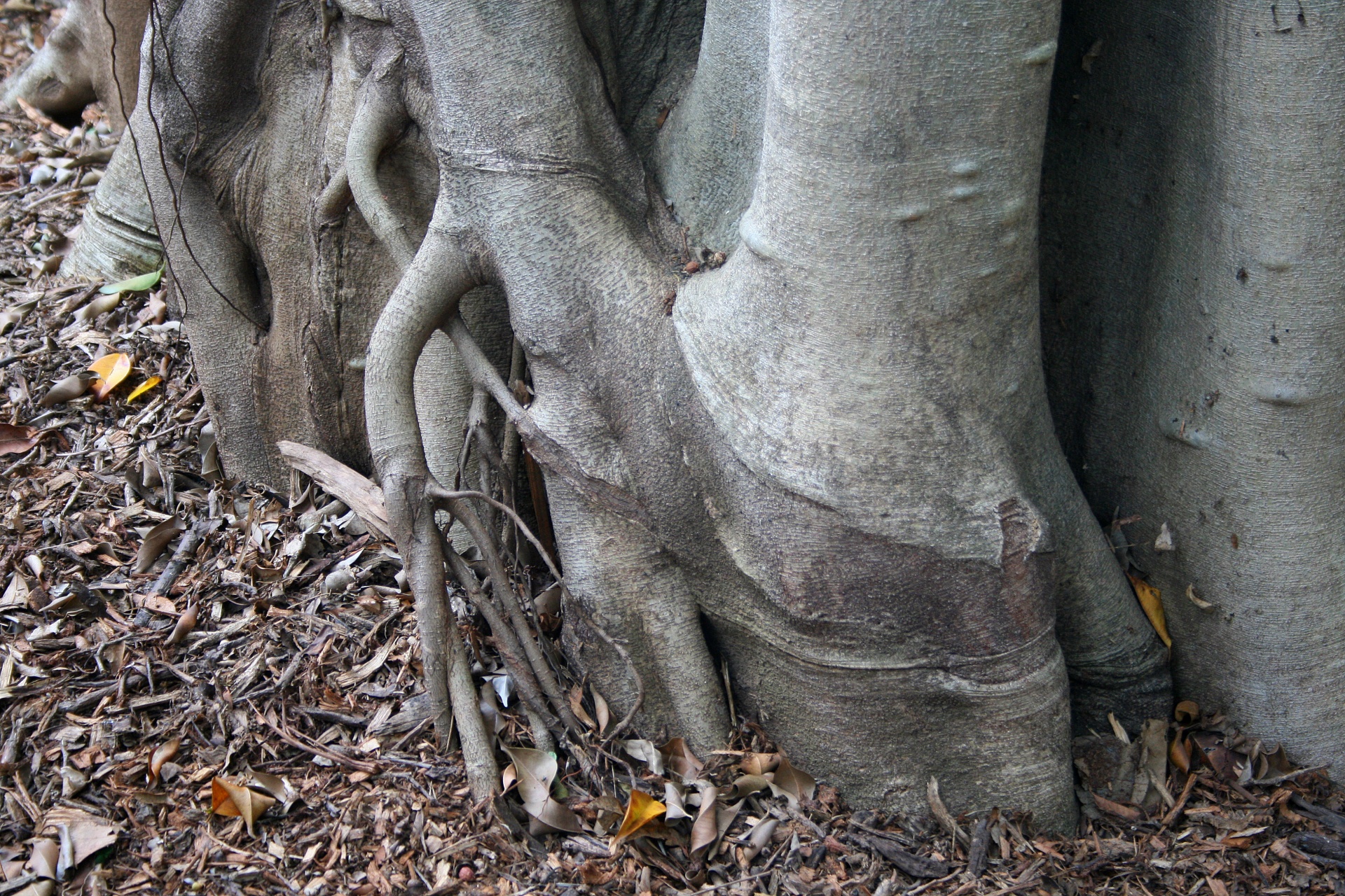tree trunk roots free photo