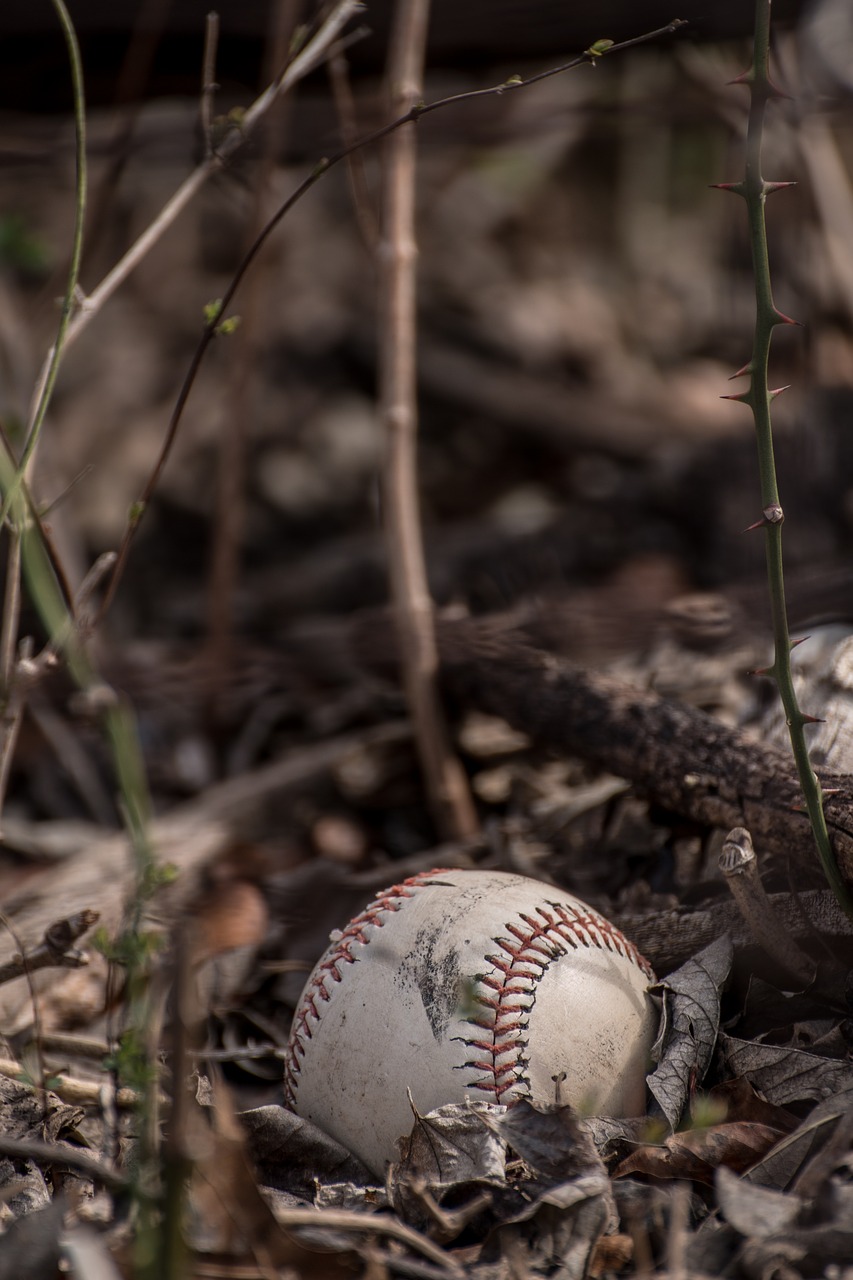 baseball  leaves  sport free photo