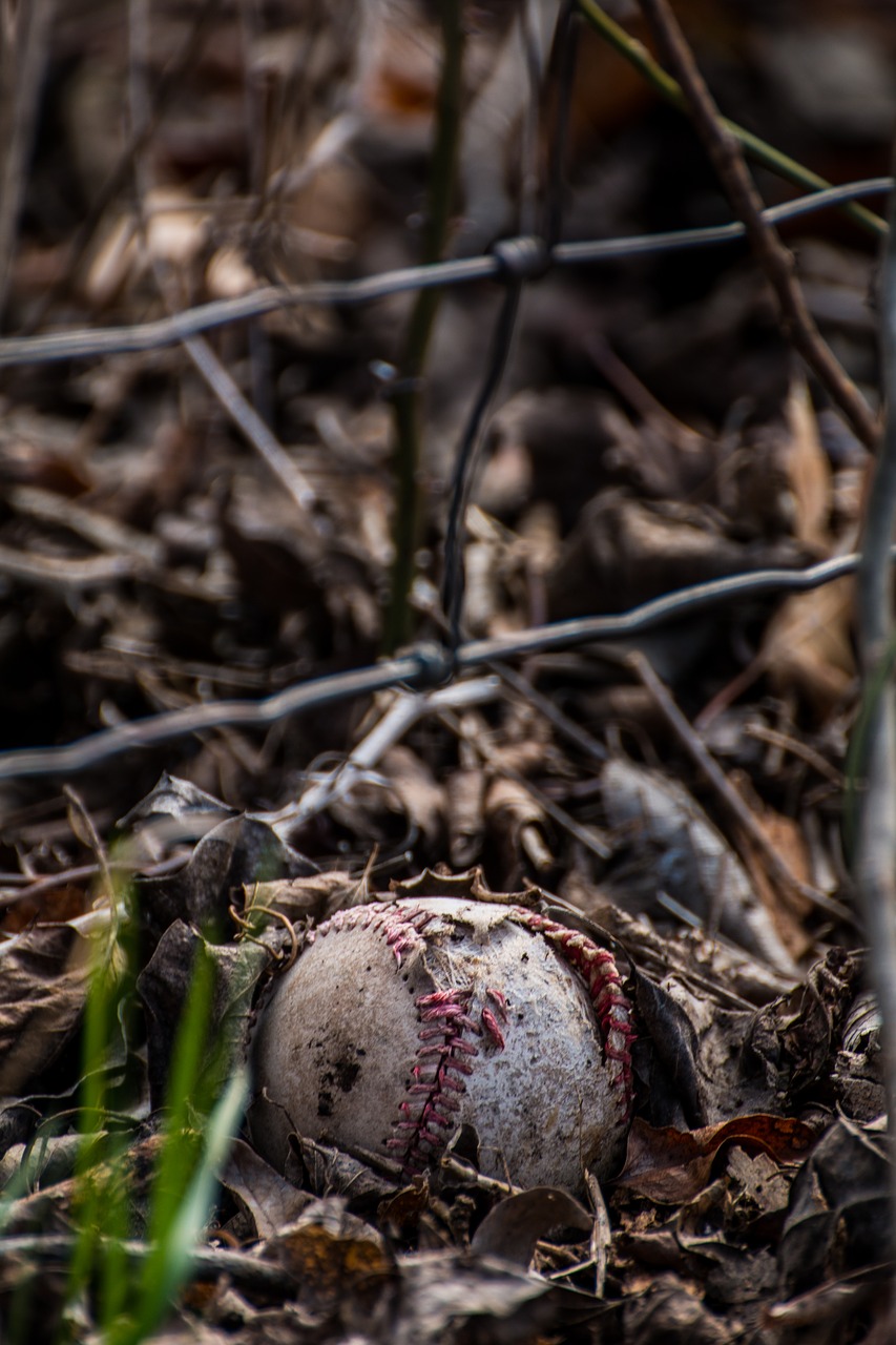 baseball  leaves  sport free photo