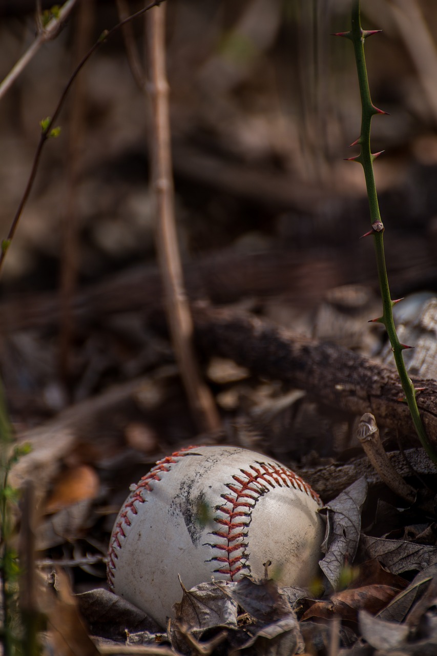 baseball  background image  leaves free photo