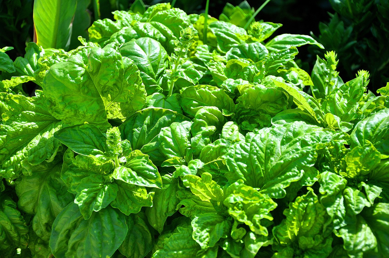 basil summer green free photo