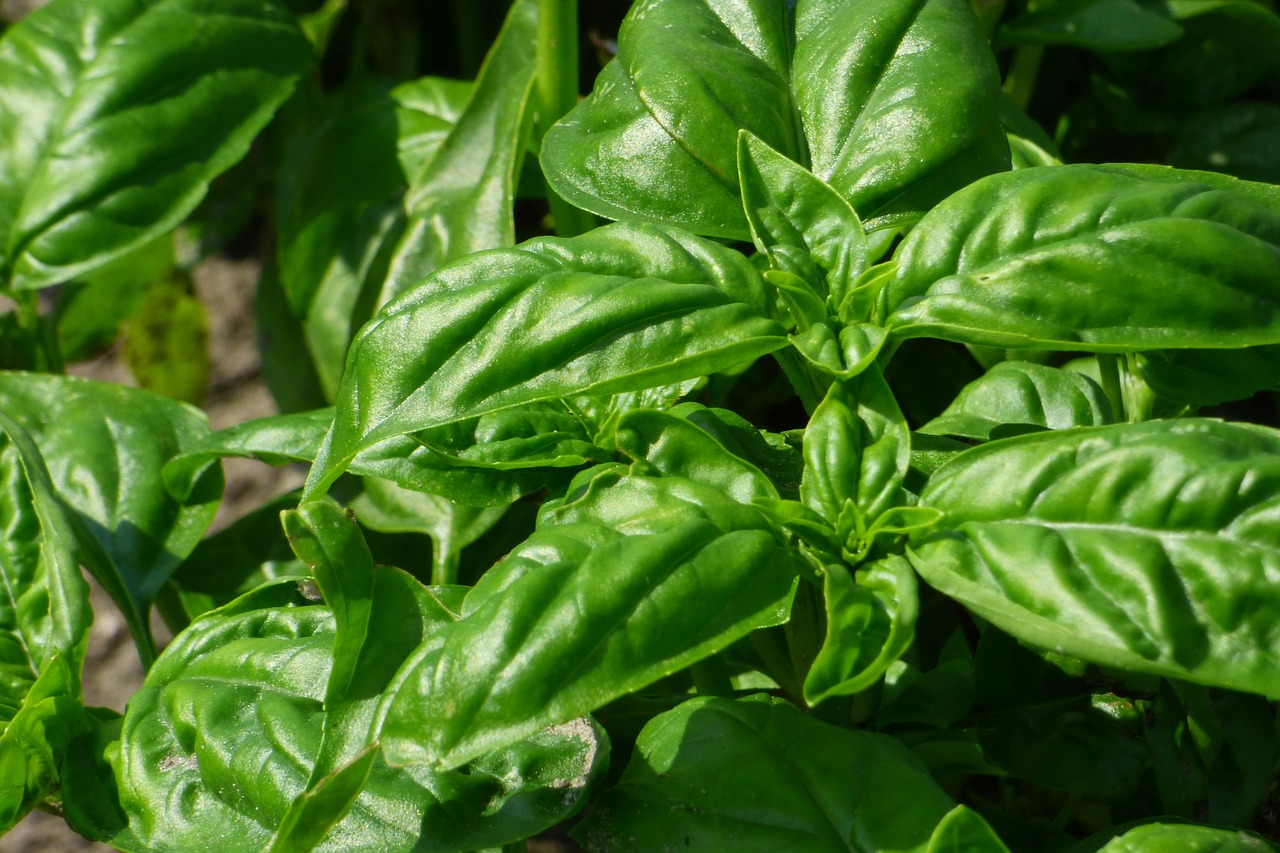 basil herbs green free photo