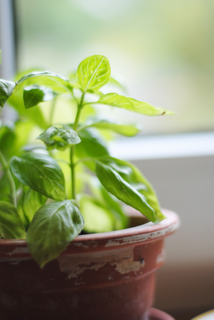 basil healthy nature free photo