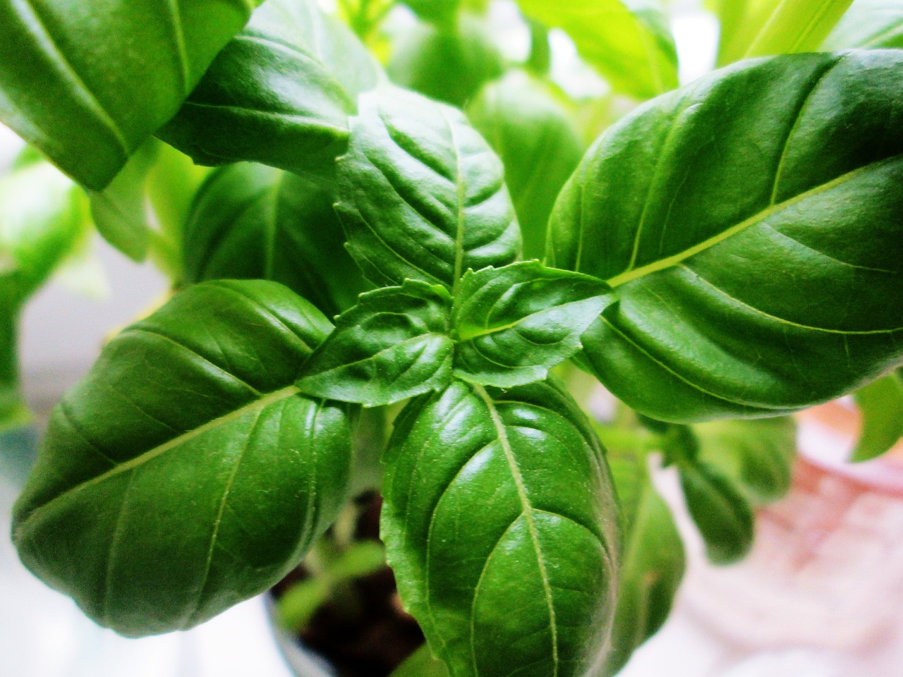 basil plant green free photo