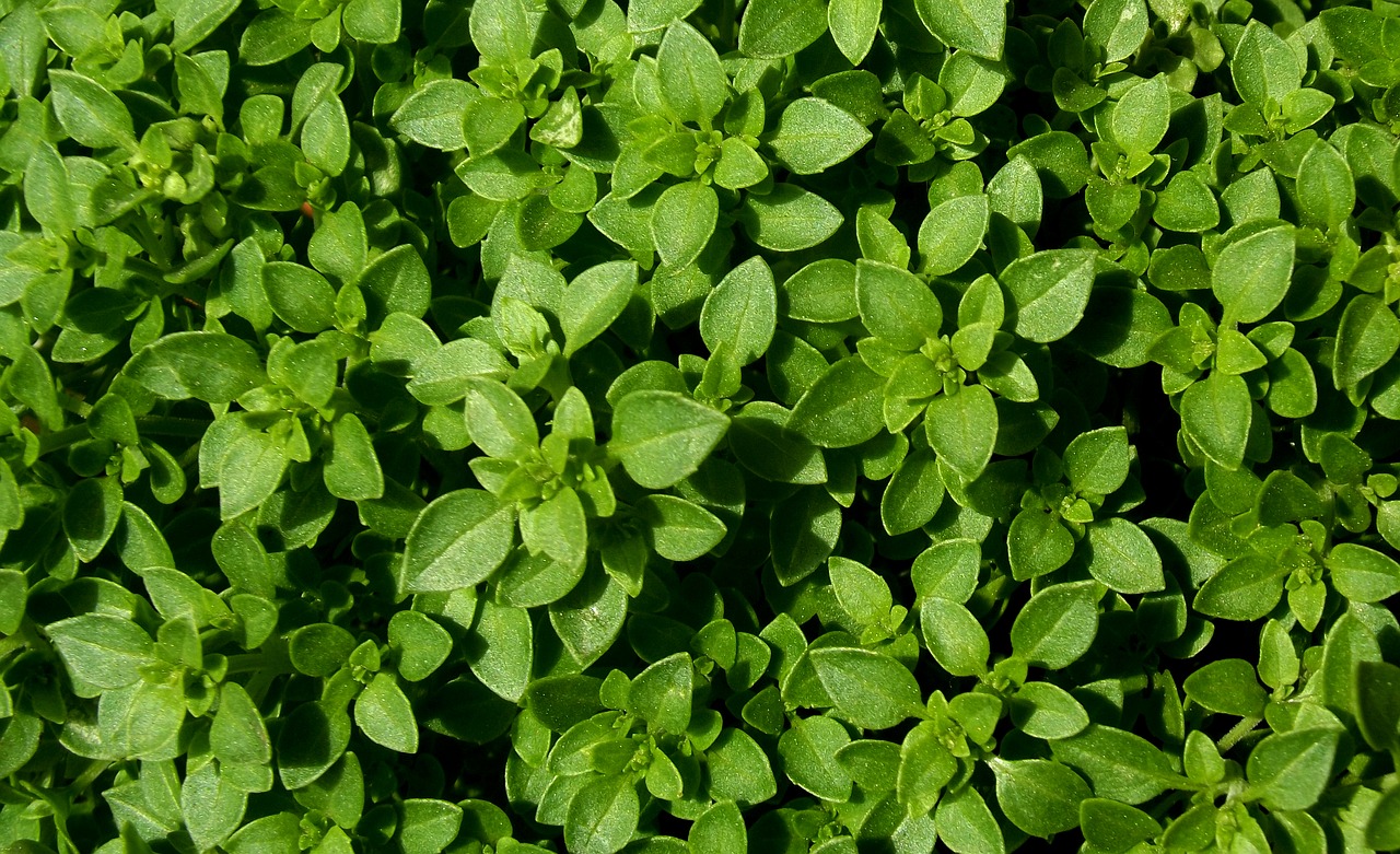 basil the leaves are garden free photo