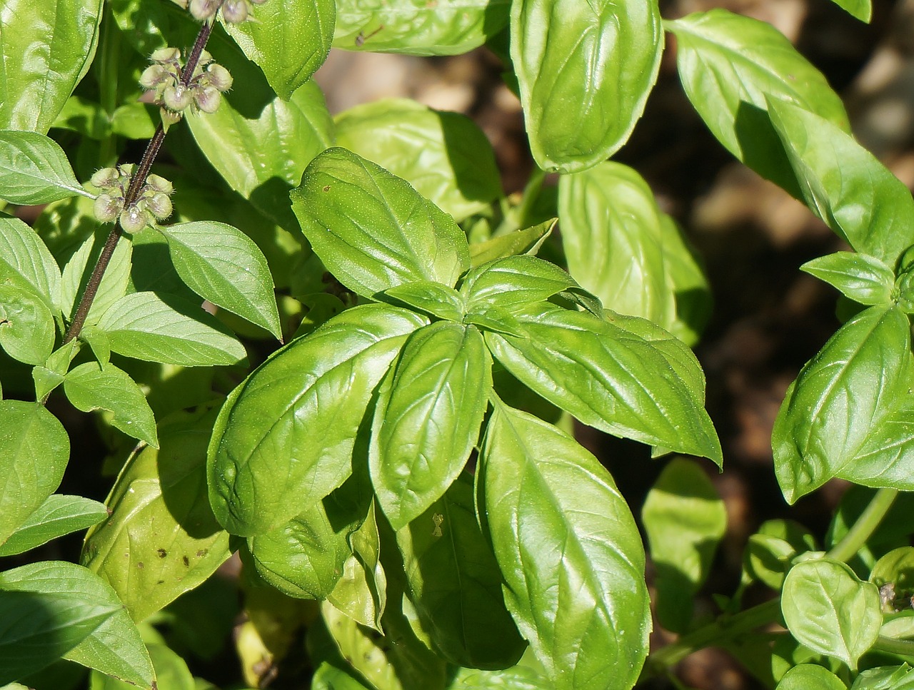 basil culinary herb herb free photo