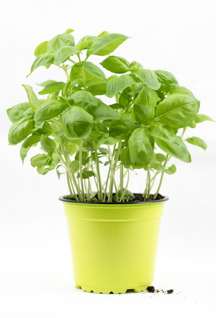 basil basil bush basil pot free photo