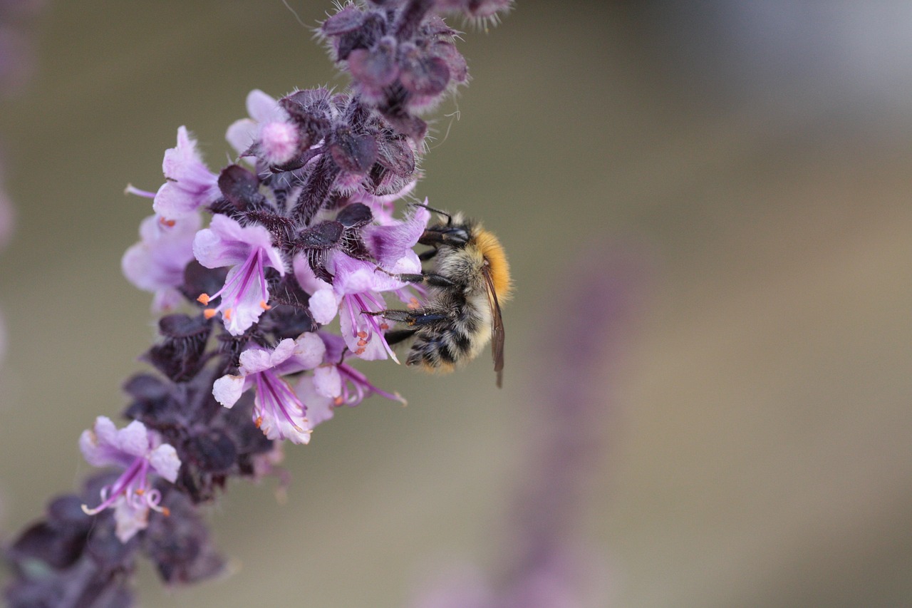 basil wild bee nectar free photo