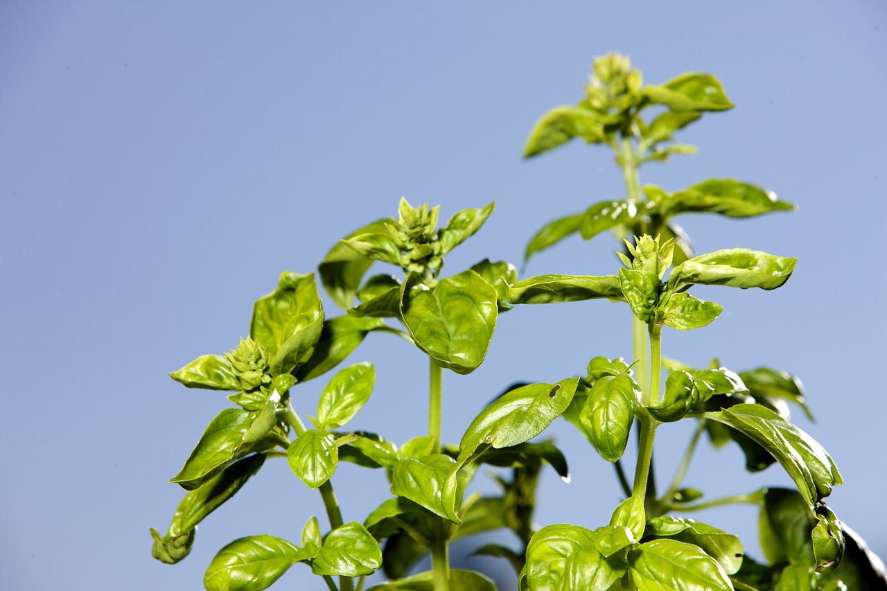 basil herb spice free photo