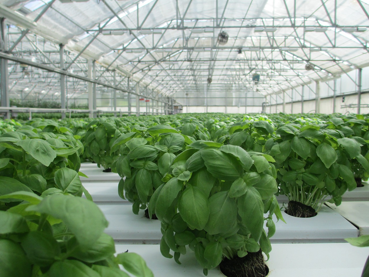 basil greenhouse plant free photo