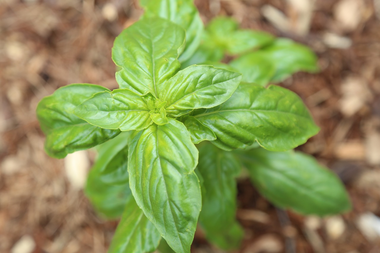 basil green plant herbs free photo