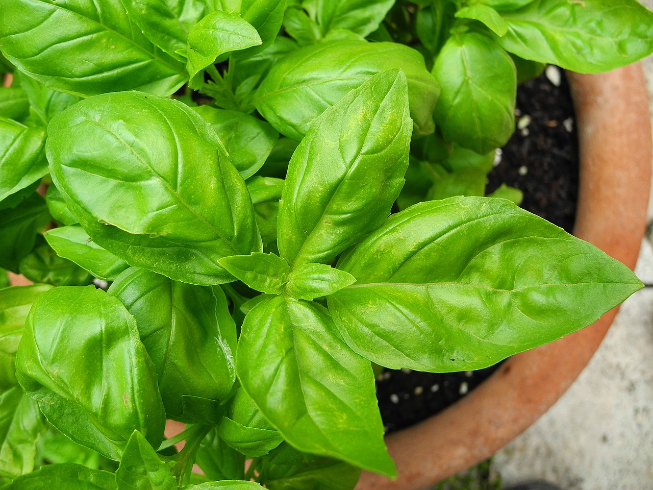 basil herb spice free photo