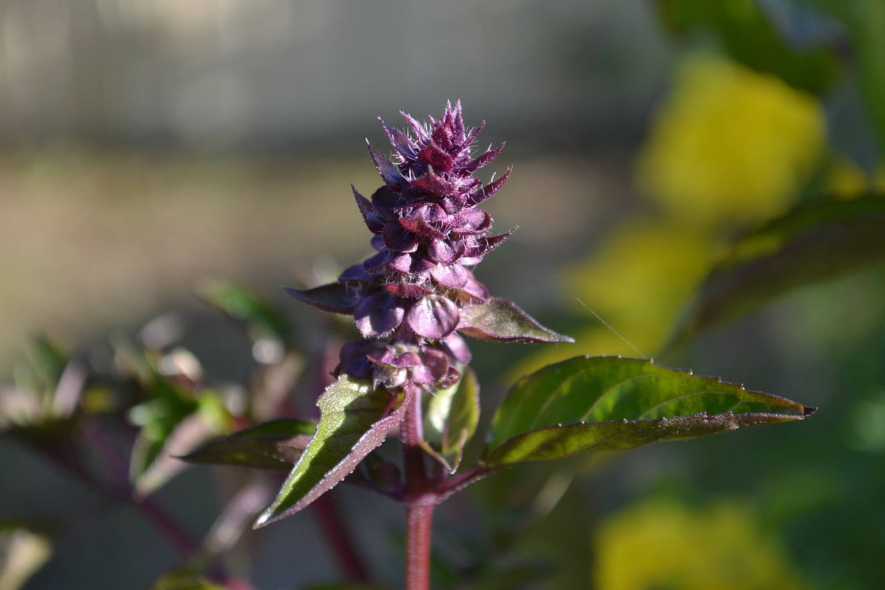 basil purple purple flower free photo