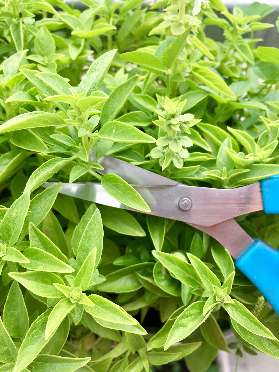 basil herbs scissors free photo